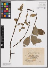 Foto von Salix aurita L. x Salix caprea L.